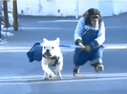 Symbolbild Hundekosten absetzen